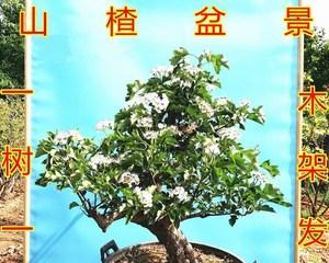 山楂树盆栽可行吗?盆栽山楂树的养护方法是什么? 山楂树盆栽可行吗?盆栽山楂树的养护方法是什么?