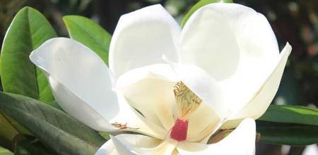 白玉兰（探索白玉兰的文化象征意义）