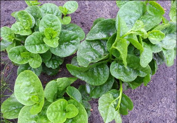 木耳菜能生吃吗？食用安全与健康指南