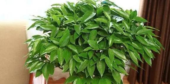 发财树开花的风水寓意(招财进宝)