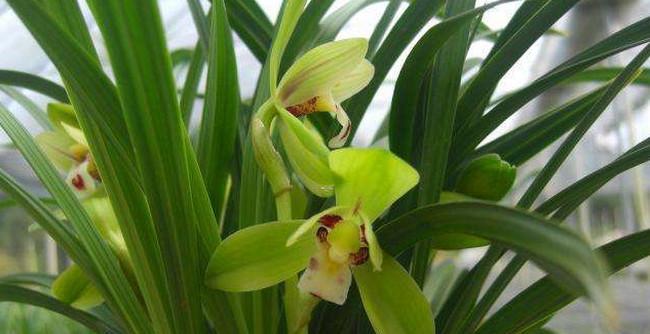 春兰冬天养护方法是什么?如何确保春兰安全过冬? 春兰冬天养护方法是什么?如何确保春兰安全过冬?