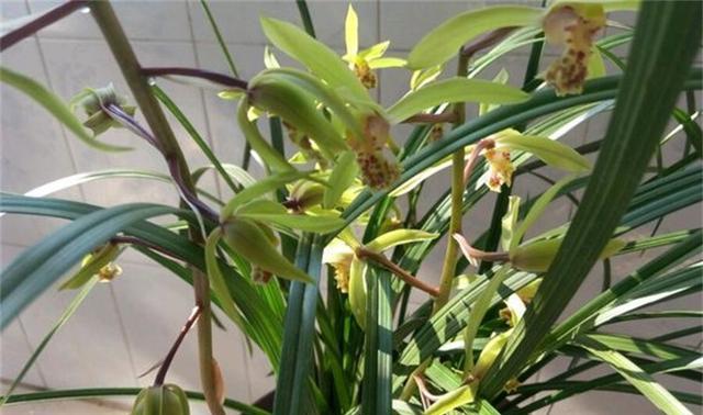 春兰冬天养护方法是什么?如何确保春兰安全过冬? 春兰冬天养护方法是什么?如何确保春兰安全过冬?