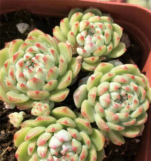 蓝豆多肉的养殖方法是什么？如何确保其健康成长？