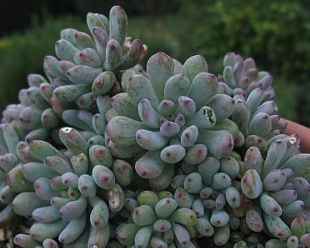 蓝豆多肉的养殖方法是什么？如何确保其健康成长？