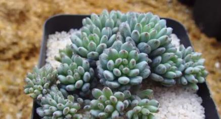 蓝豆多肉的养殖方法是什么？如何确保其健康成长？