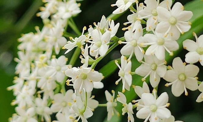 以琼花(以琼花的花语及其意义解读)