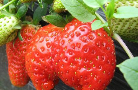如何挑选好吃的草莓？挑选草莓的技巧有哪些？