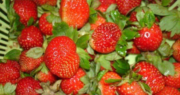 如何挑选好吃的草莓？挑选草莓的技巧有哪些？