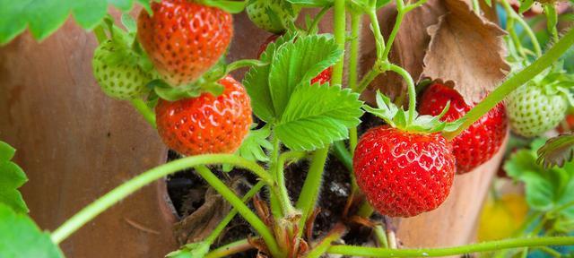 如何挑选好吃的草莓？挑选草莓的技巧有哪些？