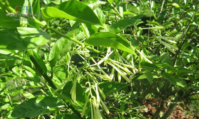 夜来香的根茎真的可以食用吗?食用安全吗? 夜来香的根茎真的可以食用吗?食用安全吗?