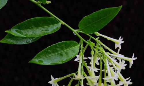 夜来香的根茎真的可以食用吗?食用安全吗? 夜来香的根茎真的可以食用吗?食用安全吗?