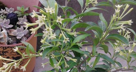 夜来香的根茎真的可以食用吗?食用安全吗? 夜来香的根茎真的可以食用吗?食用安全吗?