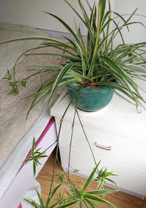 金边吊兰的根长什么样?如何正确养护? 金边吊兰的根长什么样?如何正确养护?