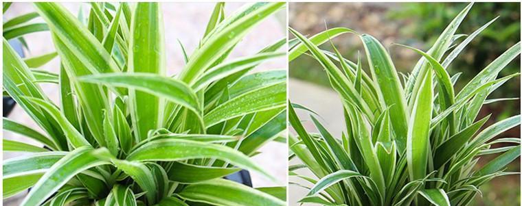 金边吊兰的根长什么样?如何正确养护? 金边吊兰的根长什么样?如何正确养护?