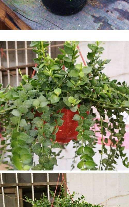 金边吊兰的根长什么样?如何正确养护? 金边吊兰的根长什么样?如何正确养护?