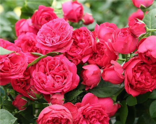 以藤本月季的花语之美（探索藤本月季花语的深意）