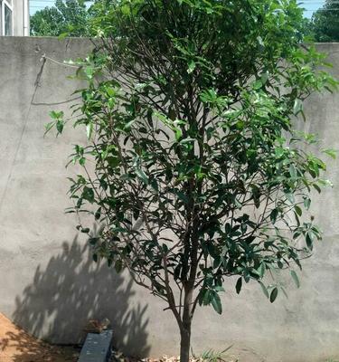 桂花树种植和移栽的最佳时间是什么时候？