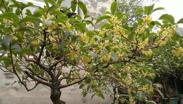 桂花树种植和移栽的最佳时间是什么时候?