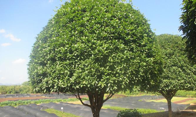 桂花树种植和移栽的最佳时间是什么时候？