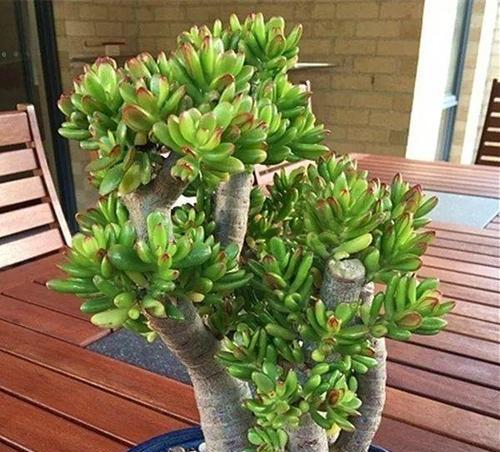 玉树老桩如何养殖?养护过程中应注意哪些问题? 玉树老桩如何养殖?养护过程中应注意哪些问题?