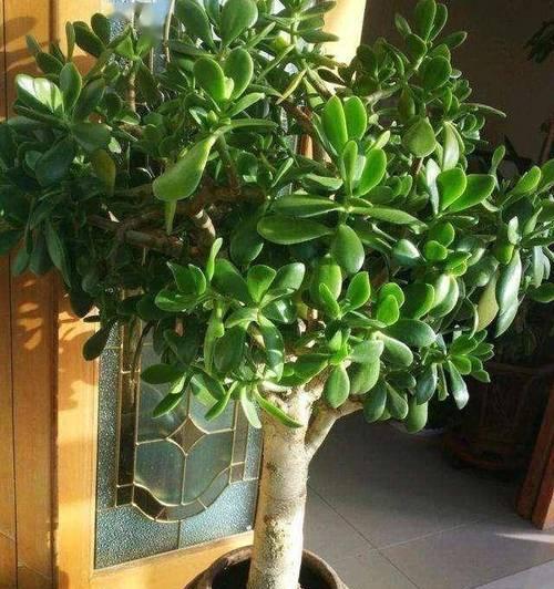 玉树老桩如何养殖?养护过程中应注意哪些问题? 玉树老桩如何养殖?养护过程中应注意哪些问题?