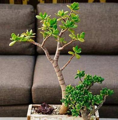 玉树老桩如何养殖?养护过程中应注意哪些问题? 玉树老桩如何养殖?养护过程中应注意哪些问题?