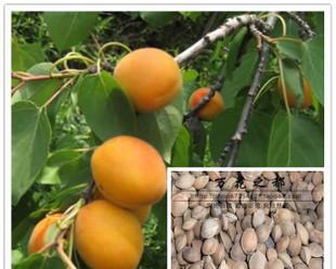 杏树种子种植的最佳时间是什么时候?种植后需要注意哪些问题?