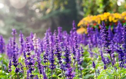 熏衣草花语的意义与传承（揭示熏衣草花语的深层含义与文化传统）