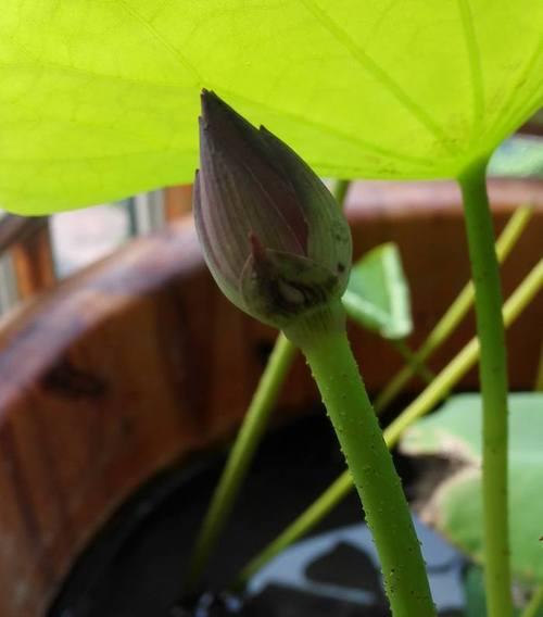 碗莲多久开花?种植碗莲需要注意什么?