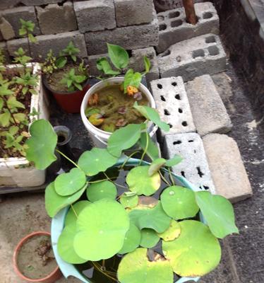 碗莲多久开花?种植碗莲需要注意什么? 碗莲多久开花?种植碗莲需要注意什么?