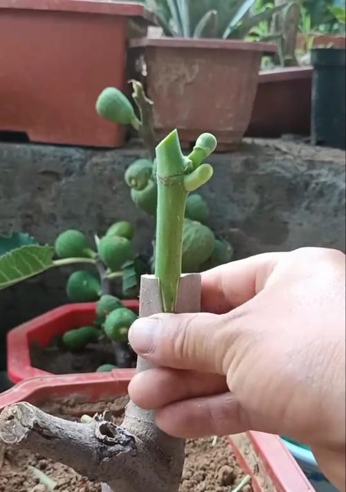 无花果树可以嫁接什么树?嫁接后的效果如何? 无花果树可以嫁接什么树?嫁接后的效果如何?