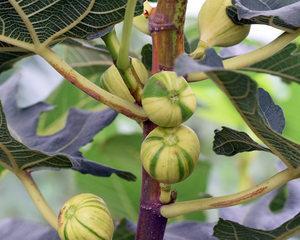 无花果树可以嫁接什么树?嫁接后的效果如何? 无花果树可以嫁接什么树?嫁接后的效果如何?