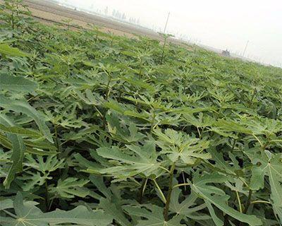 无花果树可以嫁接什么树?嫁接后的效果如何?