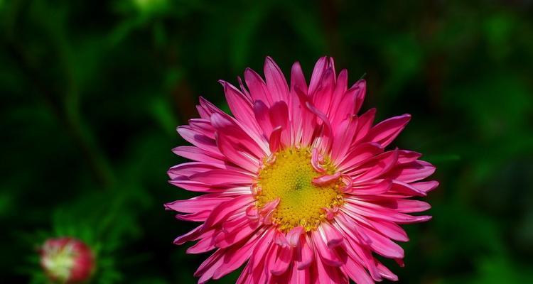 菊花有哪些颜色?不同品种的菊花颜色有哪些变化?