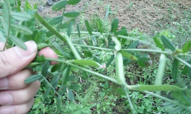绿豆是果实吗?揭秘绿豆的植物学分类! 绿豆是果实吗?揭秘绿豆的植物学分类!