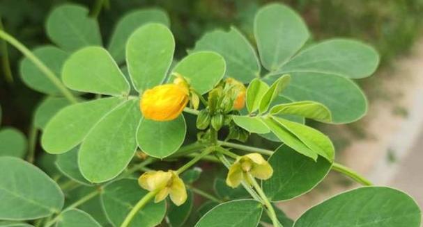 绿豆是果实吗?揭秘绿豆的植物学分类! 绿豆是果实吗?揭秘绿豆的植物学分类!