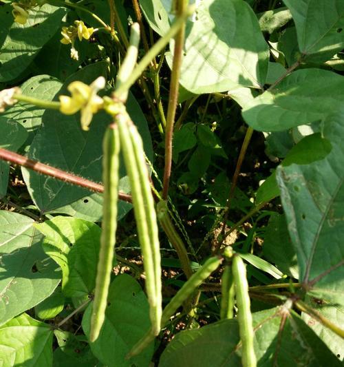 绿豆是果实吗?揭秘绿豆的植物学分类! 绿豆是果实吗?揭秘绿豆的植物学分类!