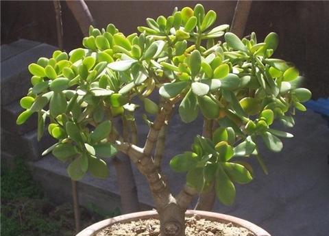 玉树怎么养长得快又旺盛？掌握这些技巧轻松实现