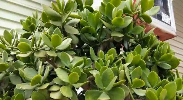 玉树怎么养长得快又旺盛?掌握这些技巧轻松实现