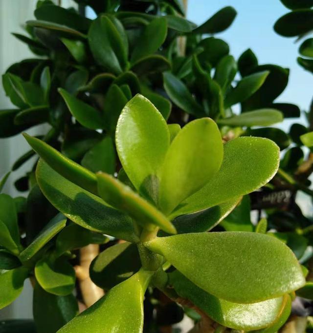 玉树怎么养长得快又旺盛？掌握这些技巧轻松实现