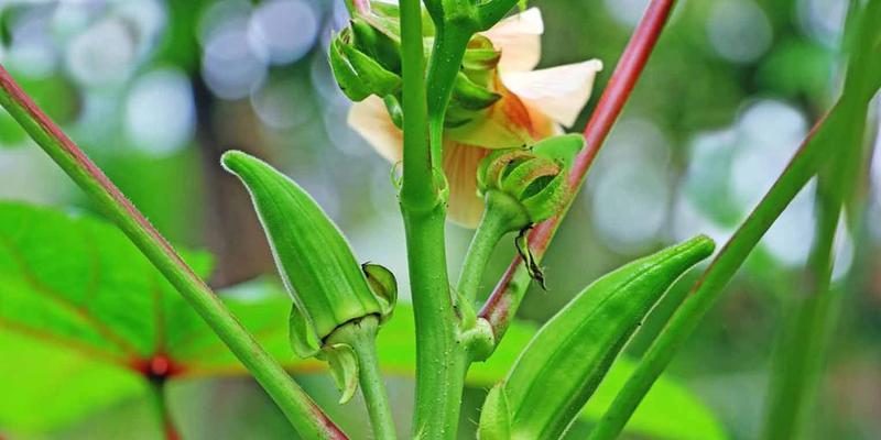 秋葵长什么样子?如何辨别秋葵的新鲜度? 秋葵长什么样子?如何辨别秋葵的新鲜度?