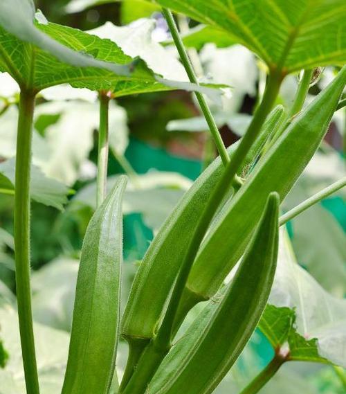 秋葵长什么样子?如何辨别秋葵的新鲜度? 秋葵长什么样子?如何辨别秋葵的新鲜度?