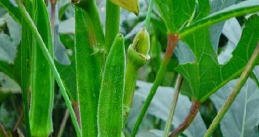 秋葵长什么样子?如何辨别秋葵的新鲜度?