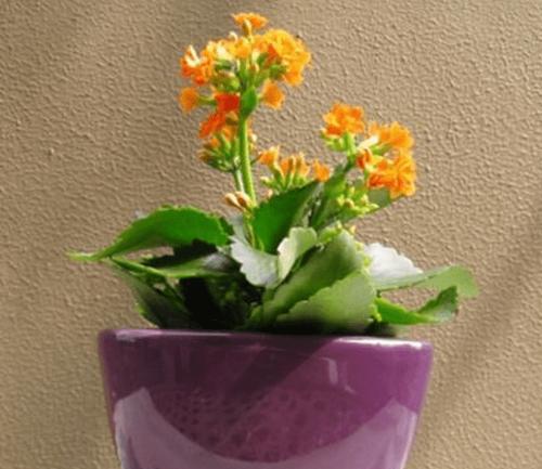 花开平安寄托祝福（以花为媒）