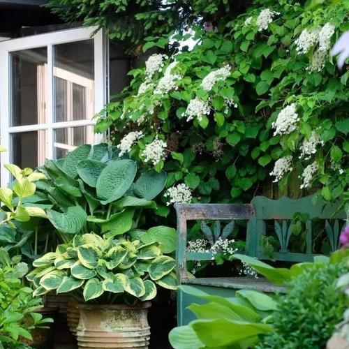 阳台适合种什么花?哪些花卉最适合在阳台种植?