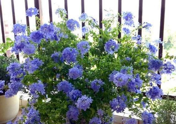 阳台适合种什么花?哪些花卉最适合在阳台种植? 阳台适合种什么花?哪些花卉最适合在阳台种植?