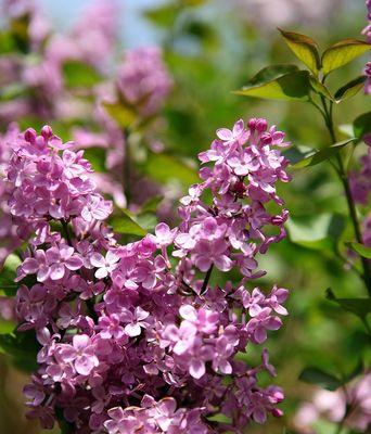 丁香花的寓意及象征意义（探秘丁香花的传统和现代象征意义）