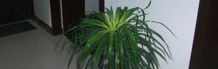 翠兰养殖技巧有哪些？如何确保翠兰生长旺盛？