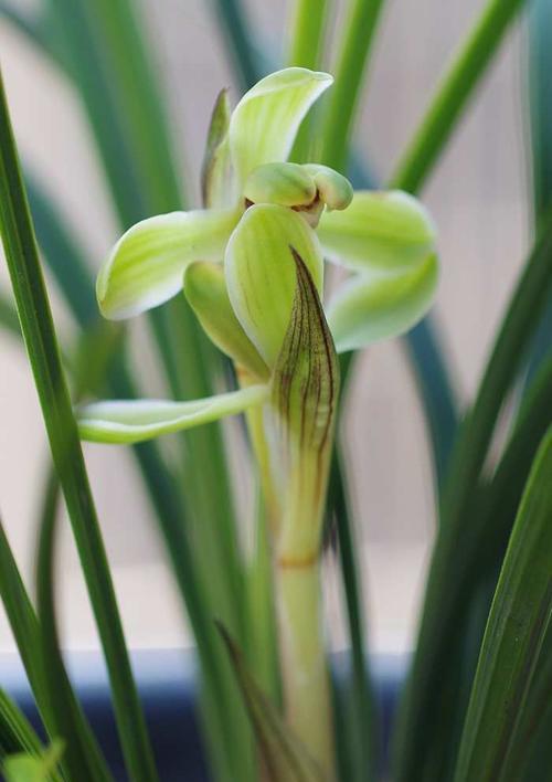 翠兰养殖技巧有哪些？如何确保翠兰生长旺盛？