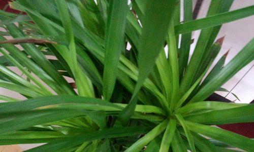 翠兰养殖技巧有哪些？如何确保翠兰生长旺盛？